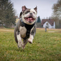 The ''Style'' harness Black